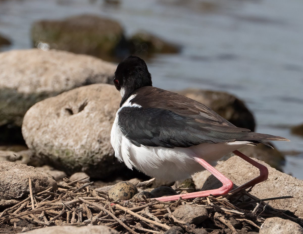 Black-necked Stilt (Hawaiian) - ML618275465