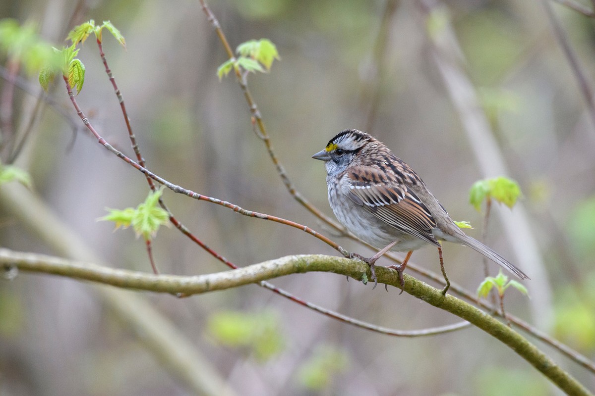 White-throated Sparrow - Christine Andrews