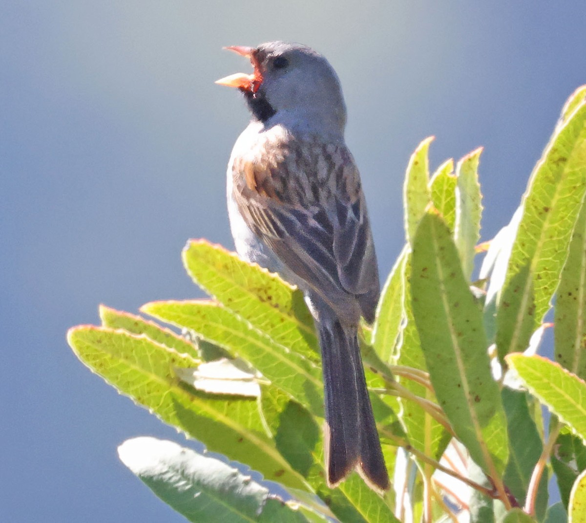 Black-chinned Sparrow - ML618275498