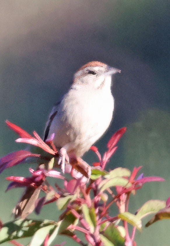 Rufous-crowned Sparrow - George Nothhelfer