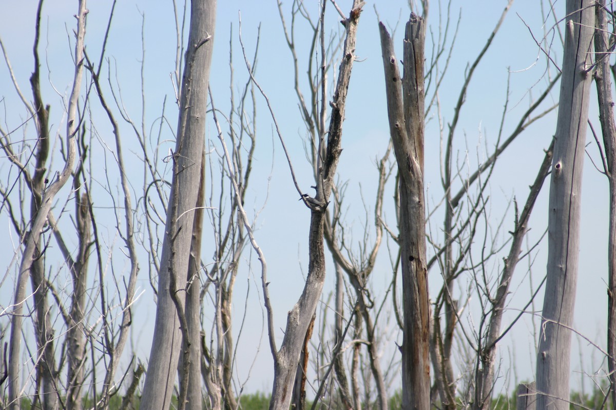 Belted Kingfisher - ML618275509