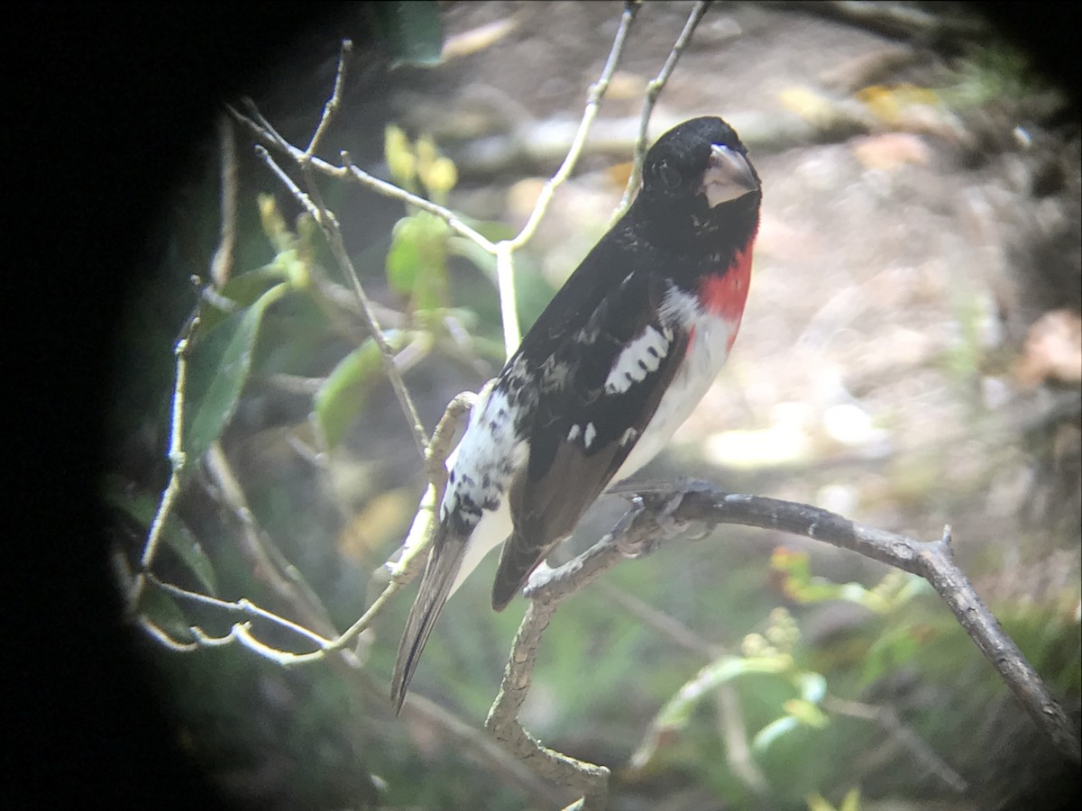 Rose-breasted Grosbeak - Arthur  Shippee