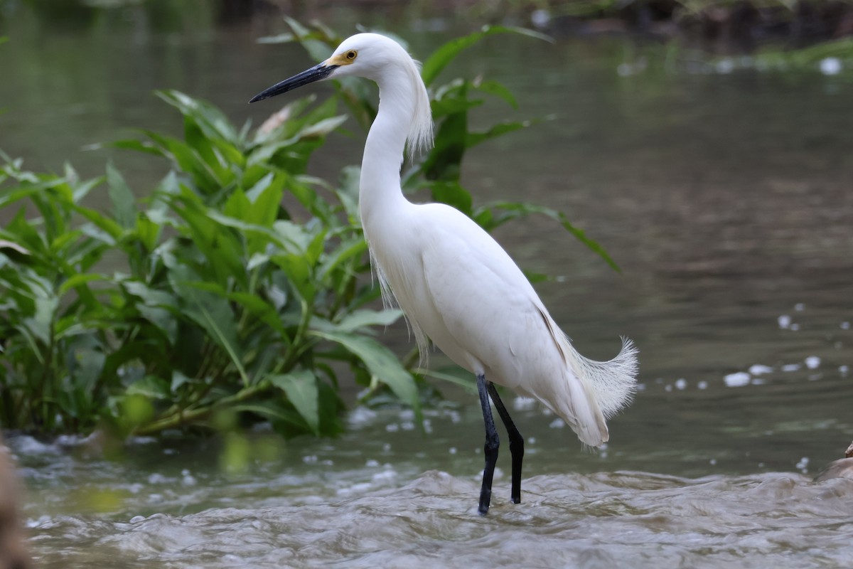 Snowy Egret - ML618275529