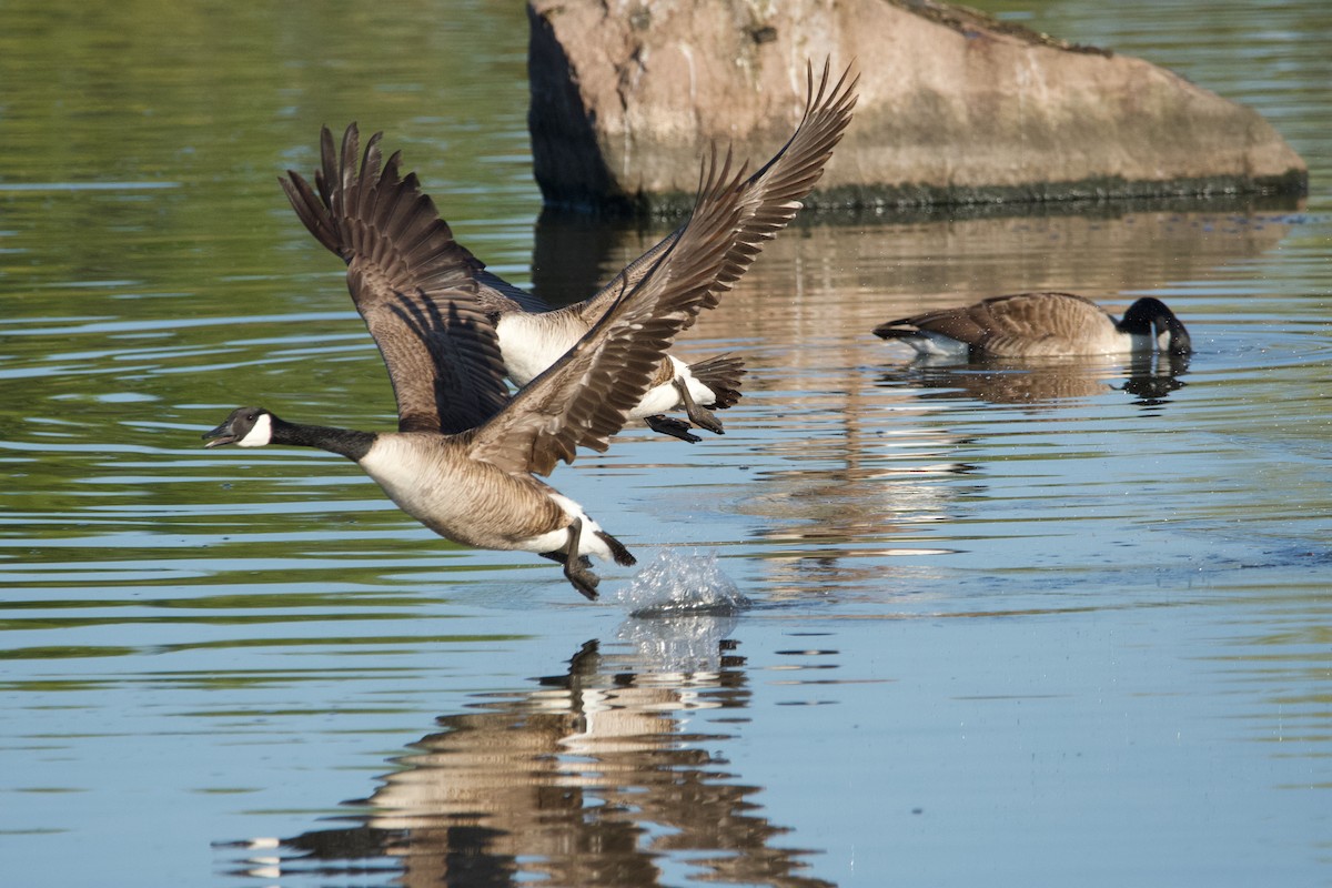 Canada Goose - Robert King