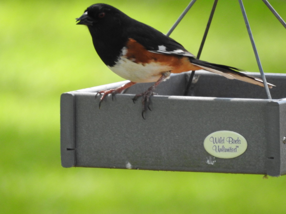 Eastern Towhee - ML618275538