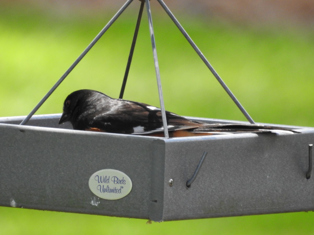 Eastern Towhee - ML618275539