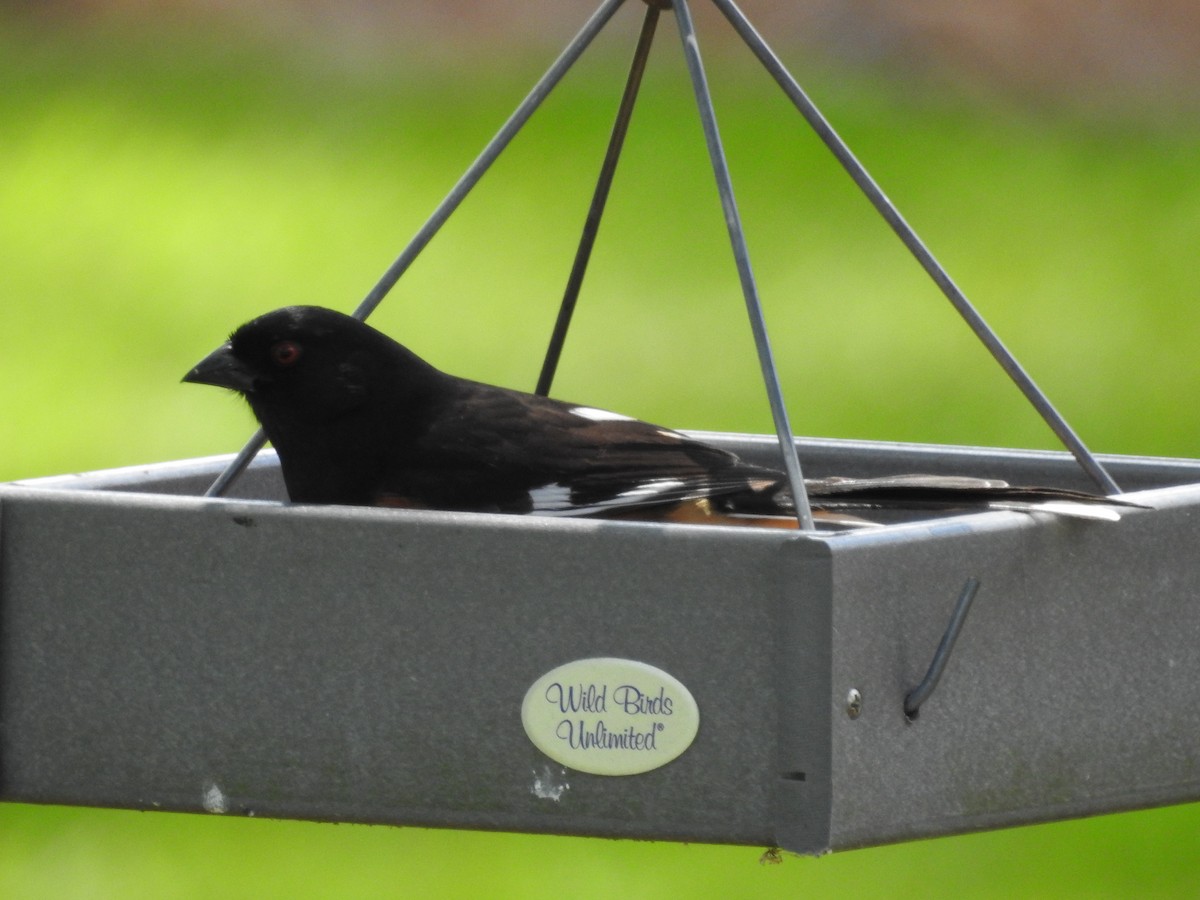 Eastern Towhee - ML618275540