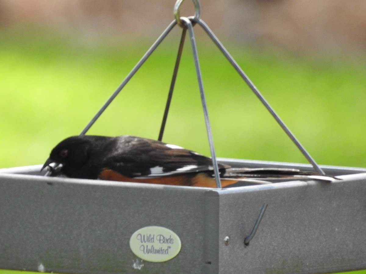 Eastern Towhee - ML618275541