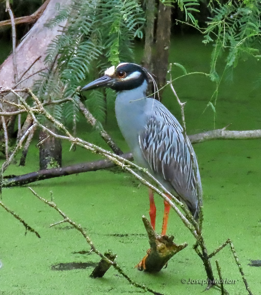 Yellow-crowned Night Heron - Joseph Morlan