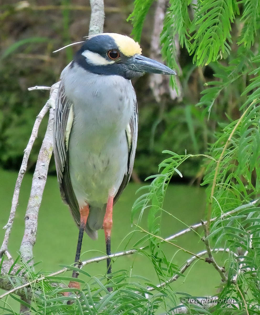 Yellow-crowned Night Heron - Joseph Morlan