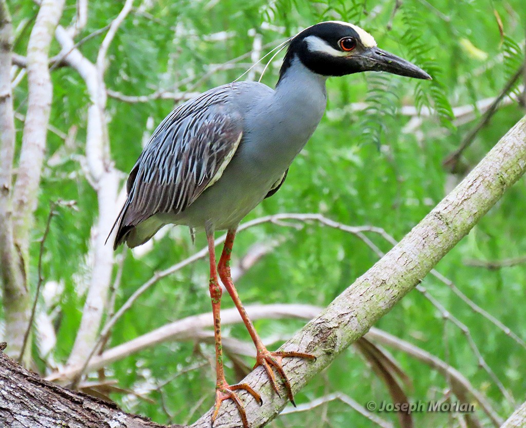 Yellow-crowned Night Heron - Joseph Morlan