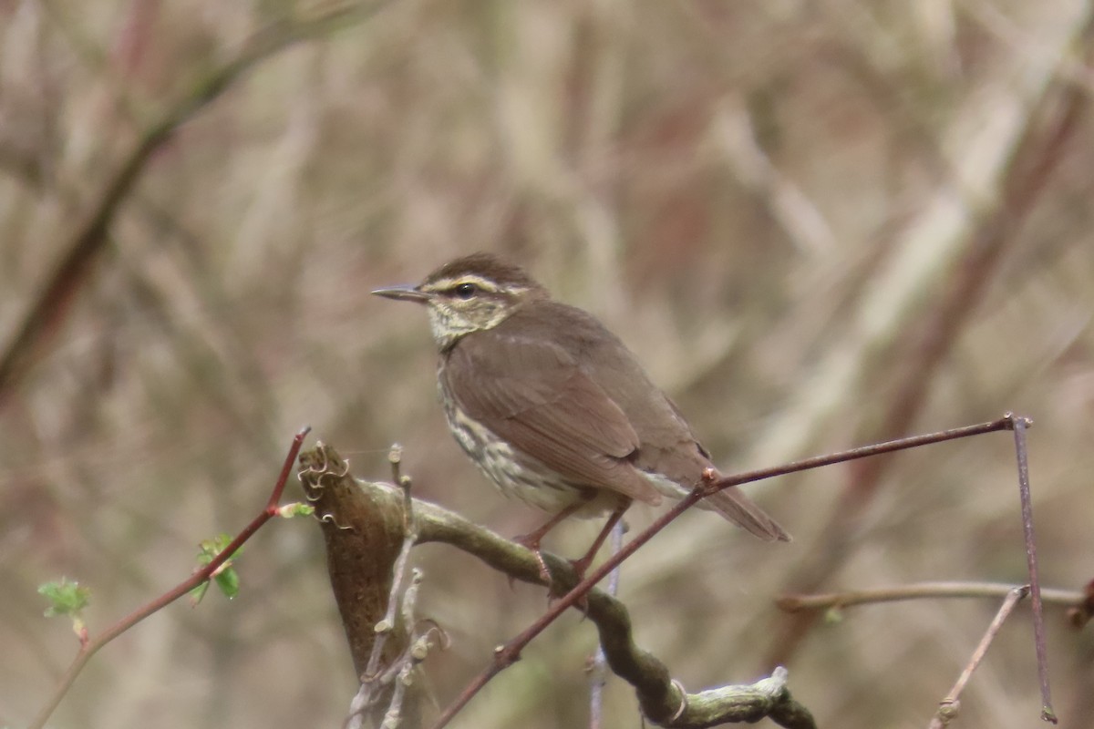 Northern Waterthrush - Paul Nicholson