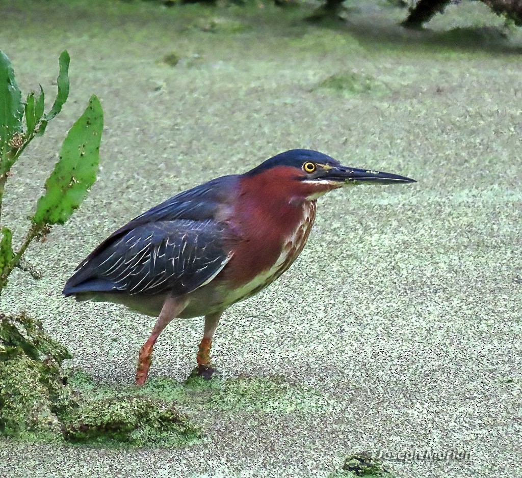 Green Heron - Joseph Morlan