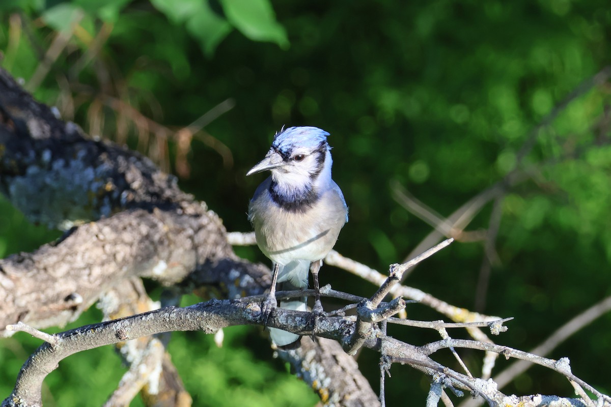 Blue Jay - ML618275572