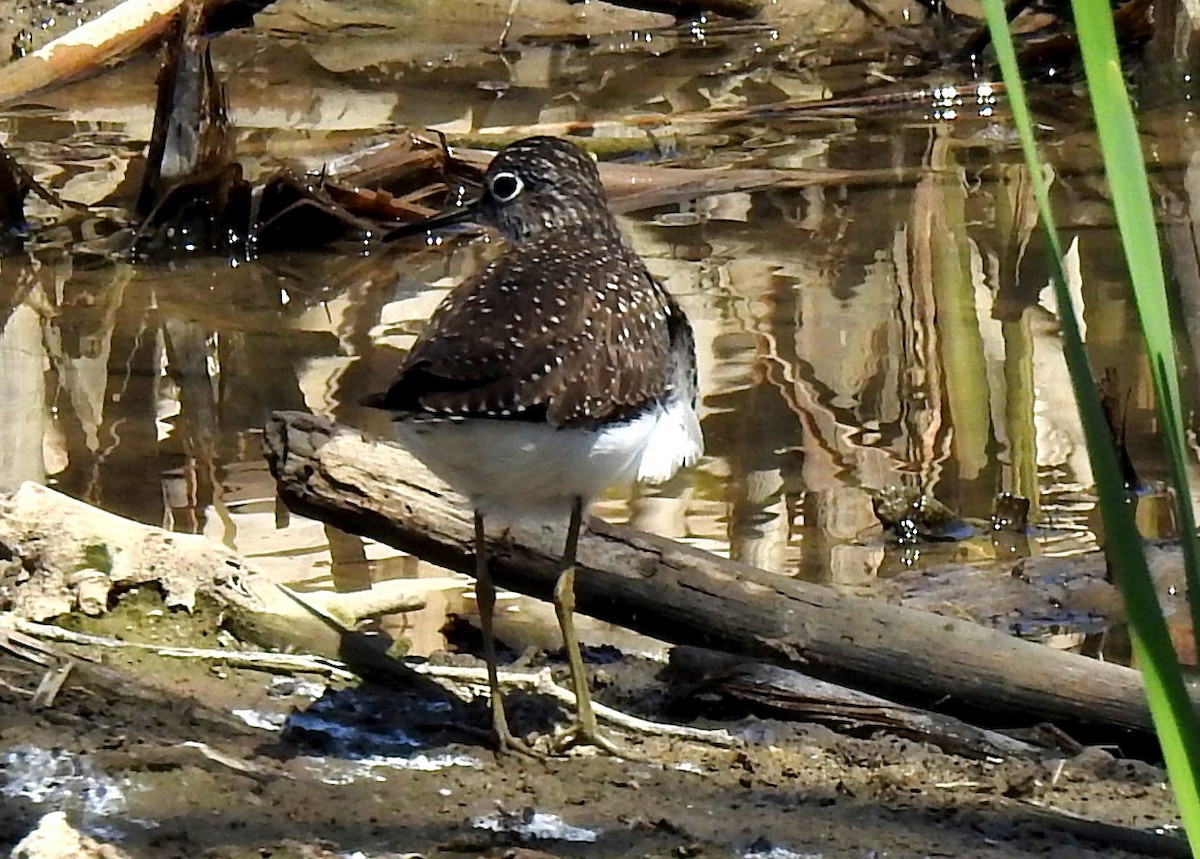 Solitary Sandpiper - ML618275596