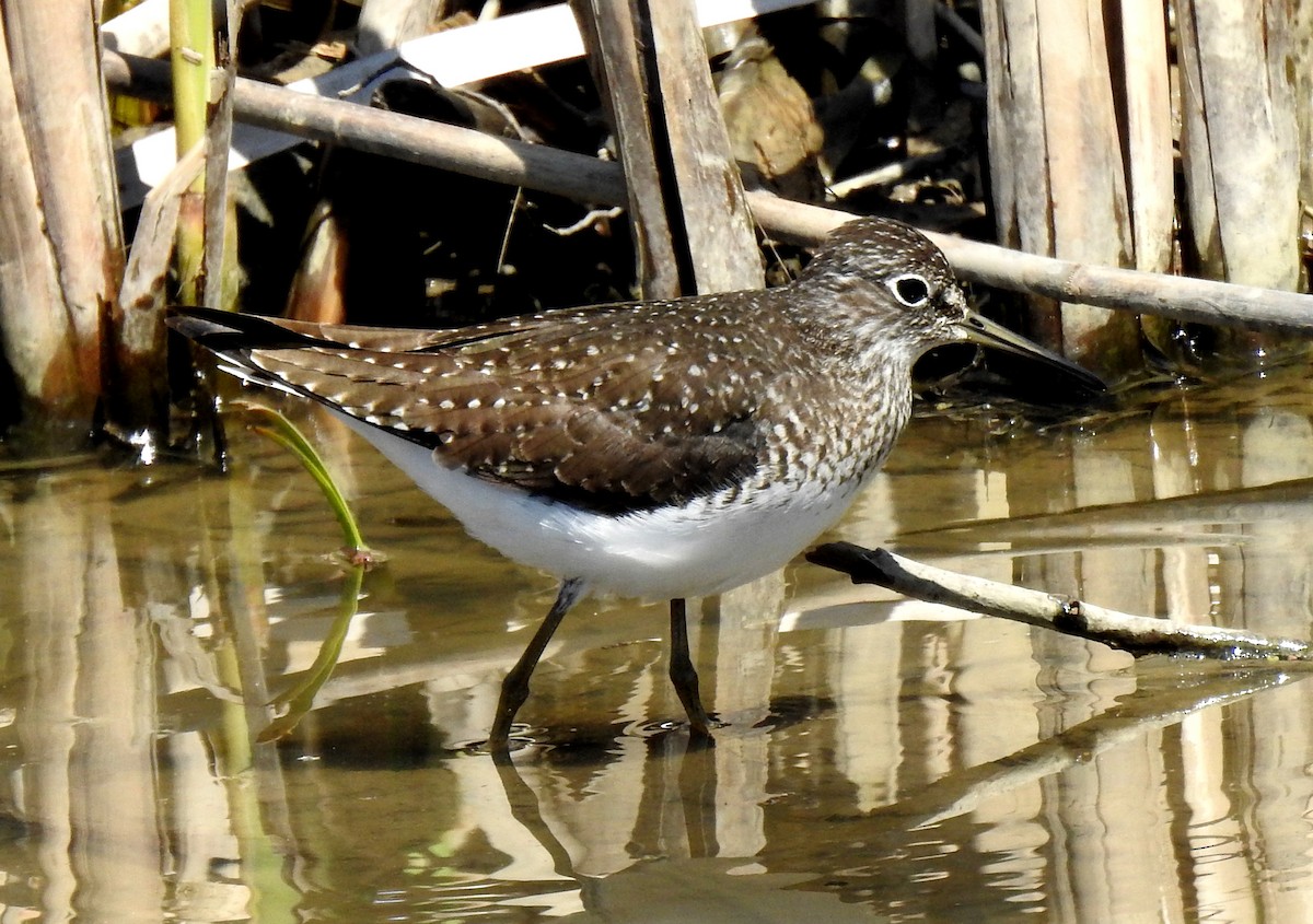 Solitary Sandpiper - ML618275603