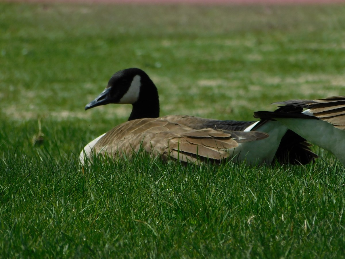 Canada Goose - Thierry Dubuc