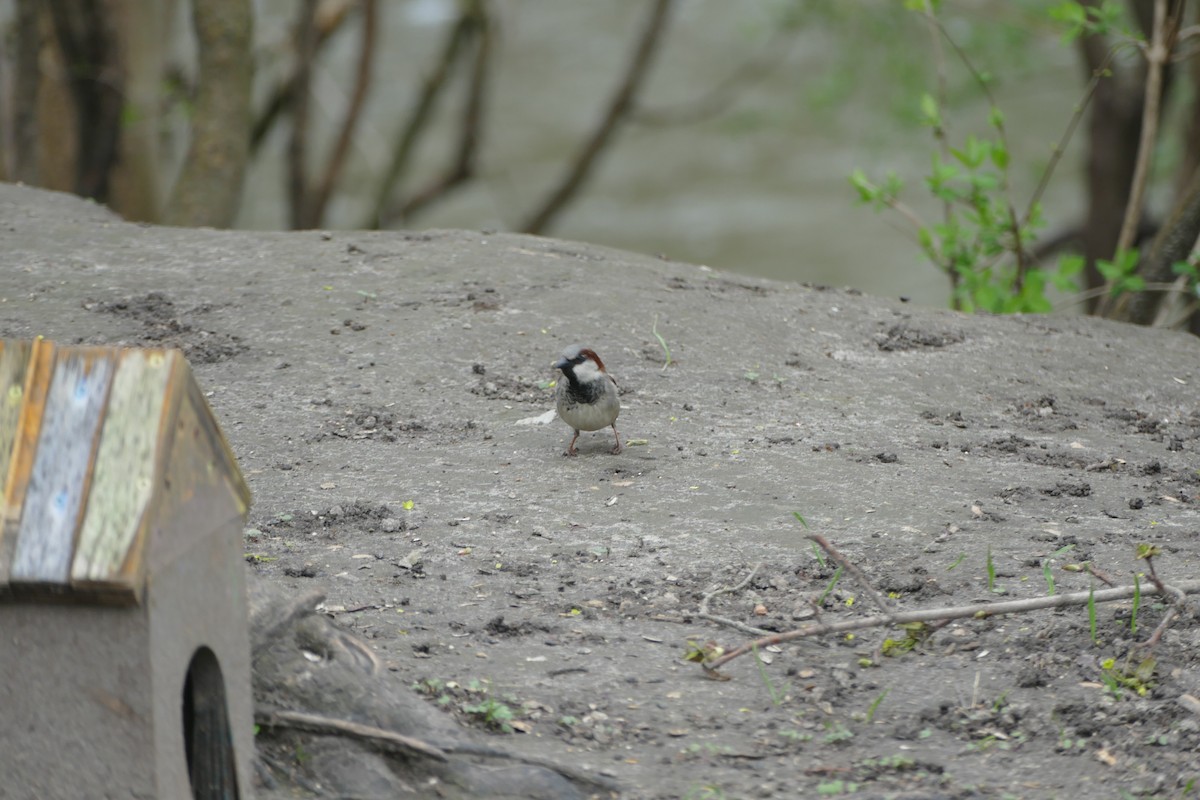 House Sparrow - Jason Zhang