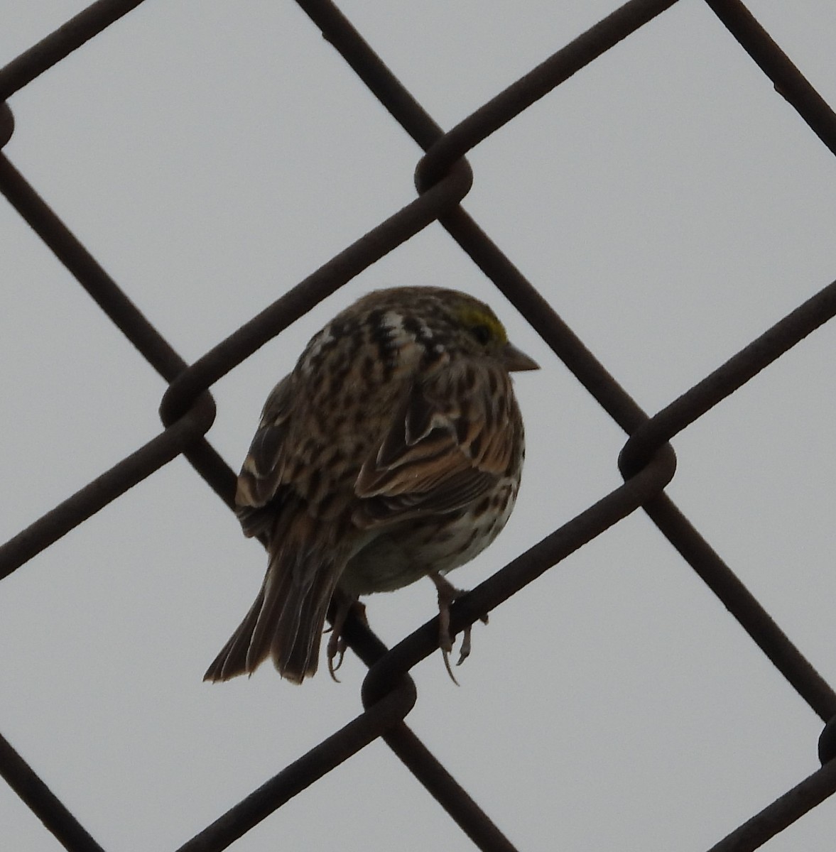 Savannah Sparrow - ML618275623