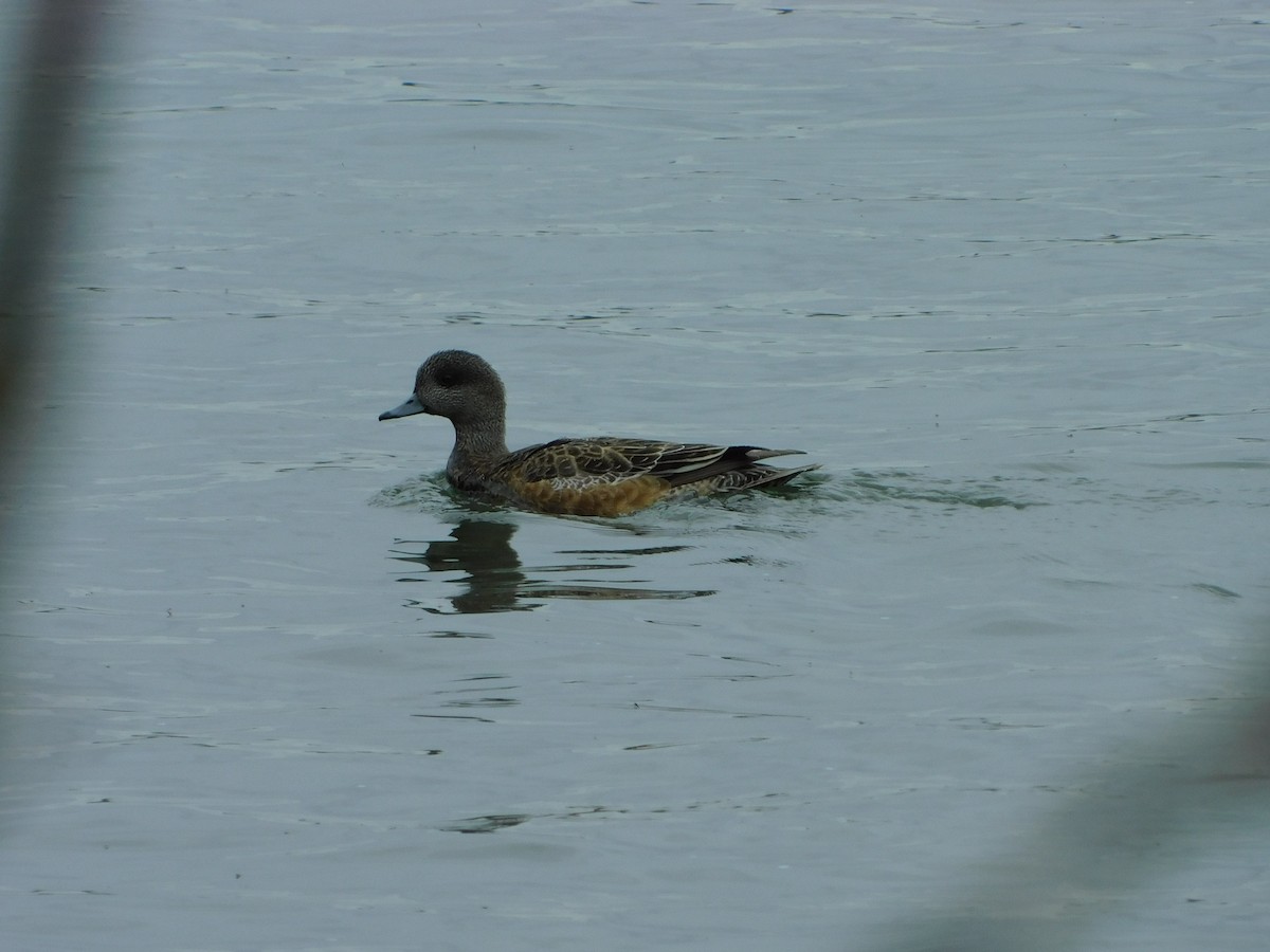 American Wigeon - ML618275642