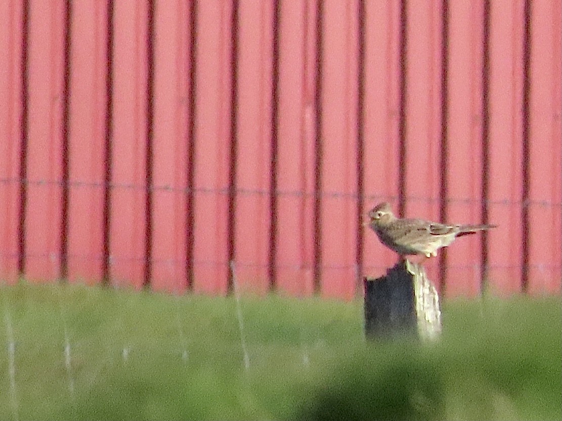 Eurasian Skylark - christopher elmer