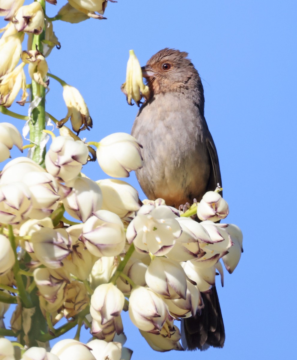 California Towhee - George Nothhelfer