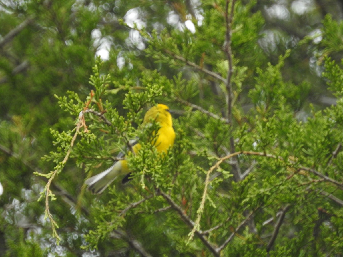 Blue-winged Warbler - Ronnie Hewlette