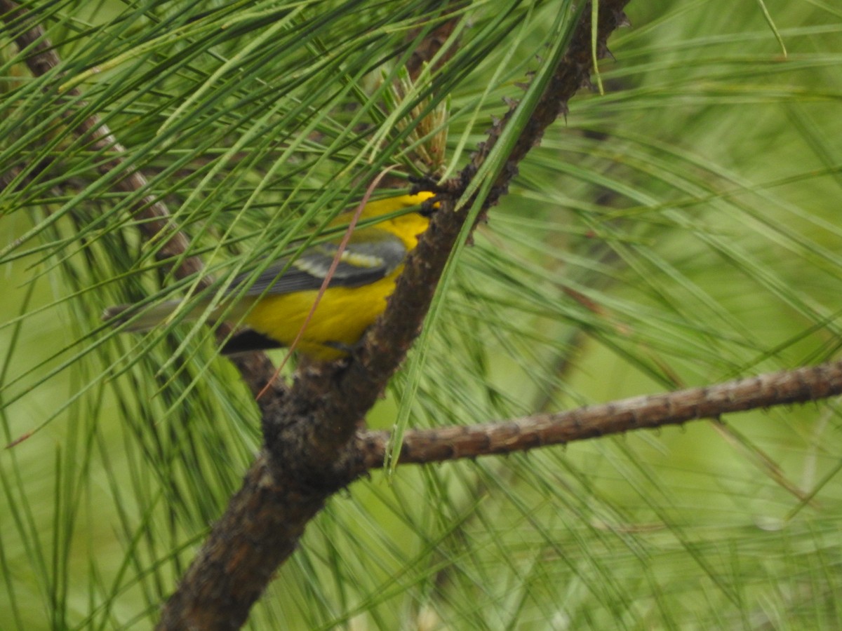 Blue-winged Warbler - Ronnie Hewlette