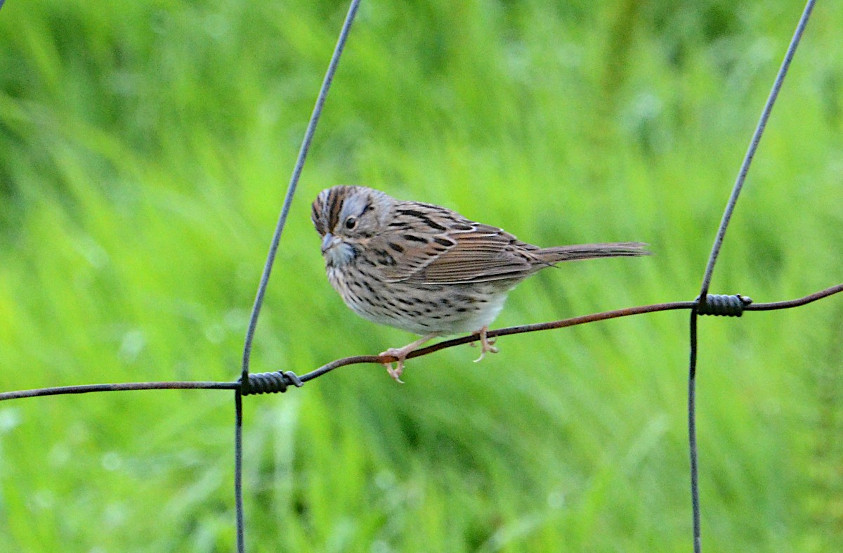 Lincoln's Sparrow - J. Micheal Patterson