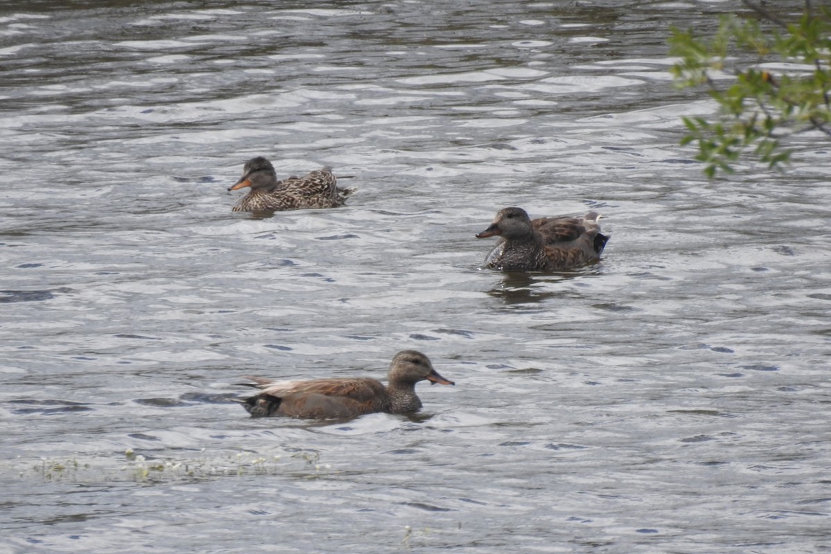 Gadwall - David Pereira