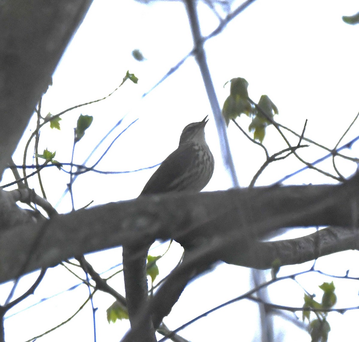 Northern Waterthrush - Steve Drake