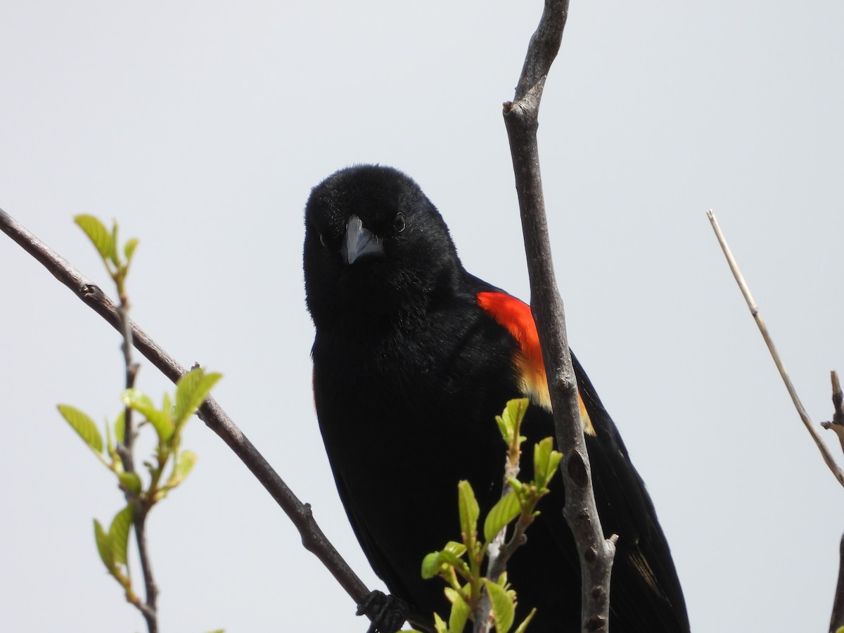 Red-winged Blackbird - Amanda & Matt Sloan