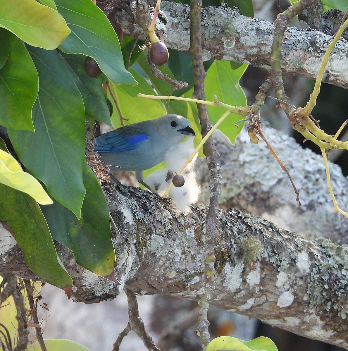 Blue-gray Tanager - Manuel Pérez R.