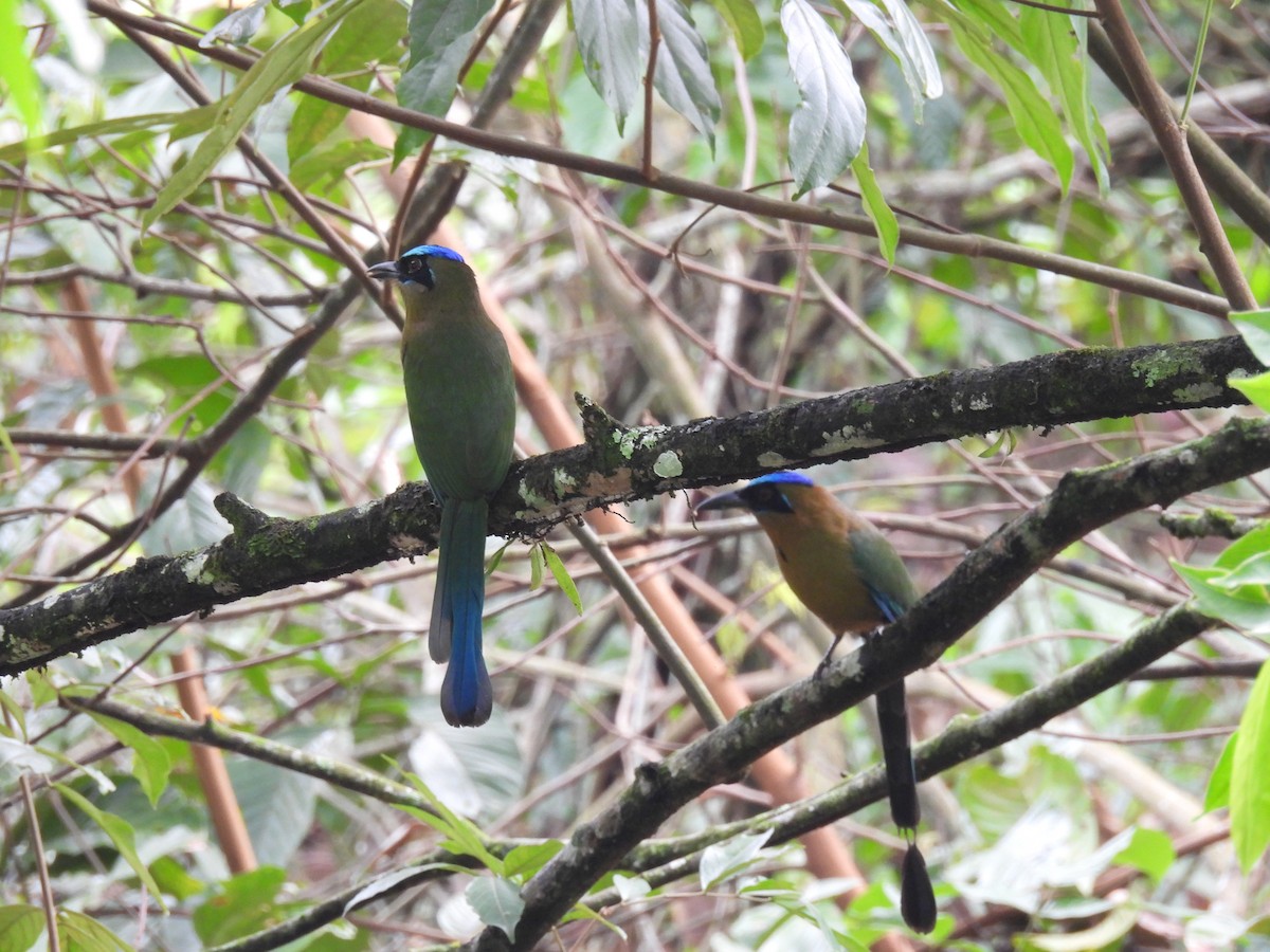 Amazonian Motmot - Jhon Carlos Andres Rivera Higuera