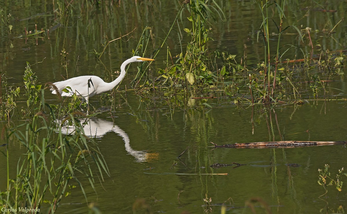 Great Egret - Carlos Valpreda