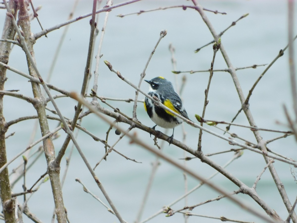 Yellow-rumped Warbler - Thierry Dubuc