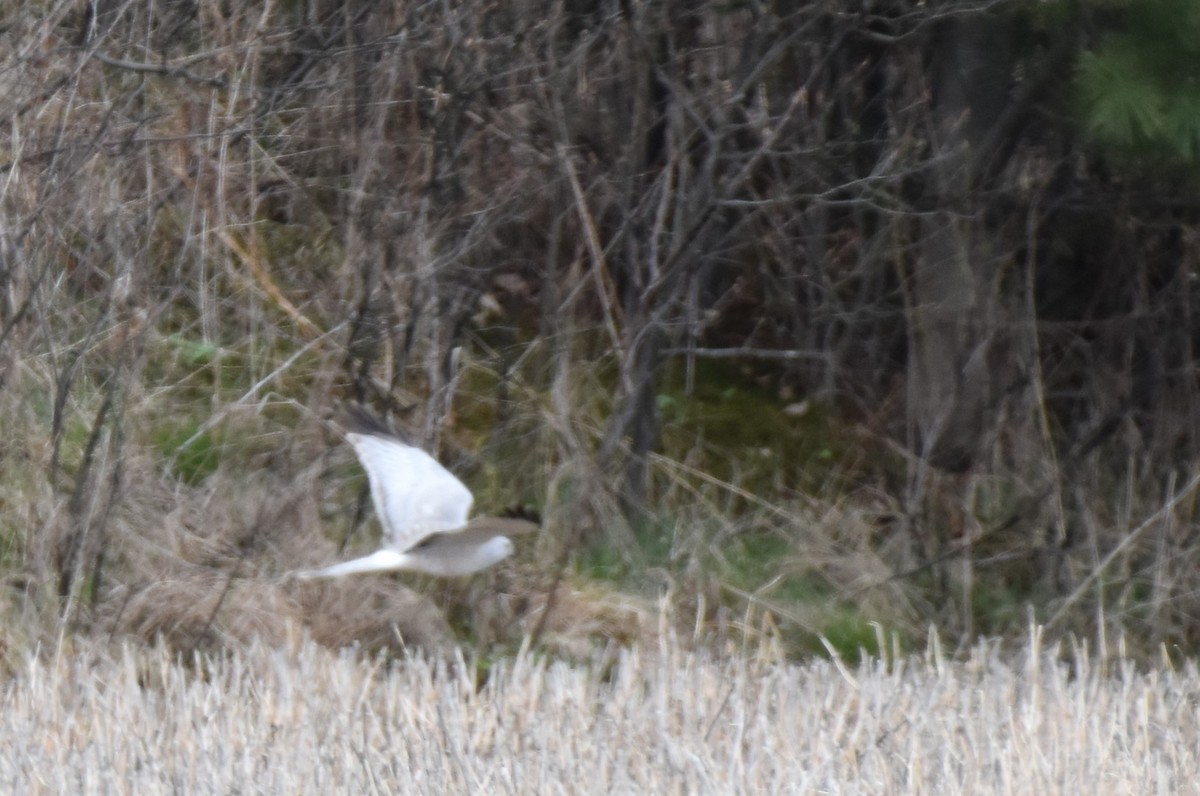 Northern Harrier - Garry Waldram