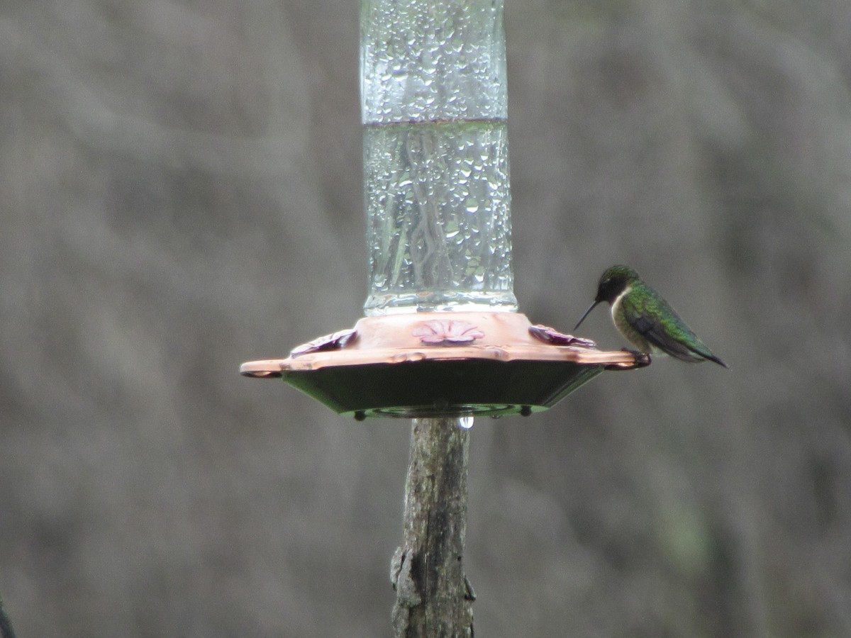 Ruby-throated Hummingbird - ML618275798