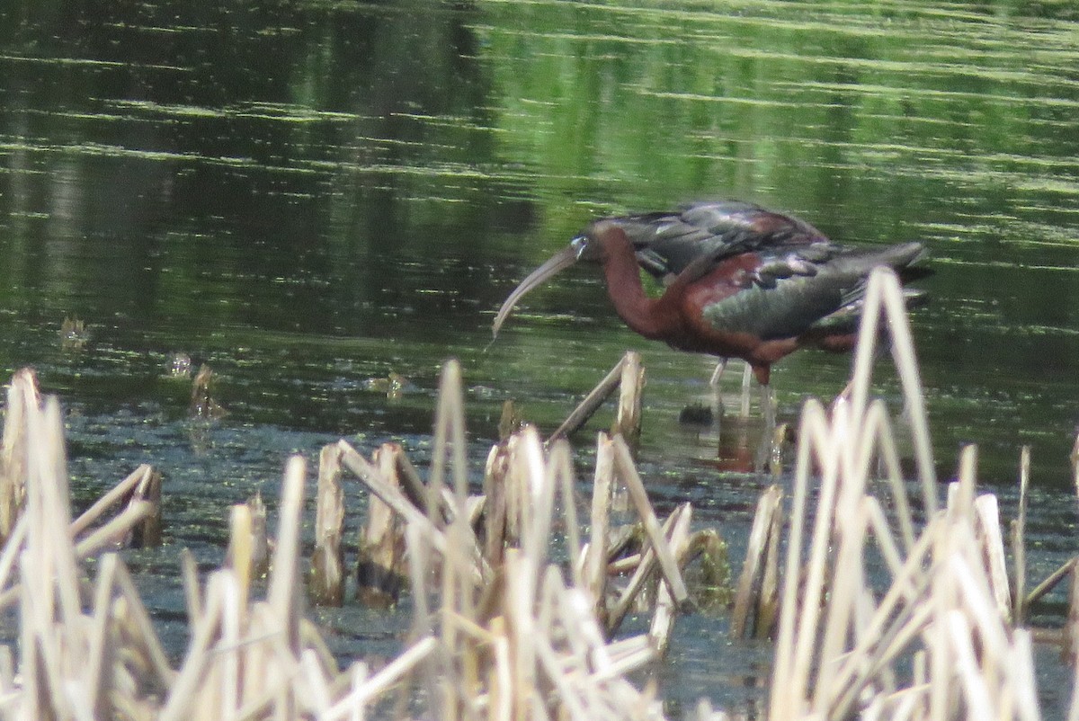 Glossy Ibis - nicole-marie  pettinelli