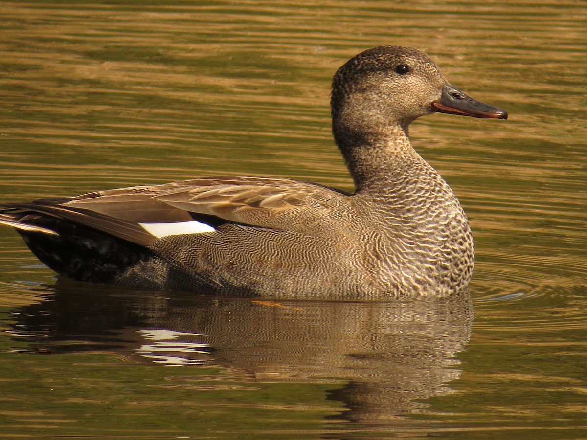 Gadwall - ML618275807