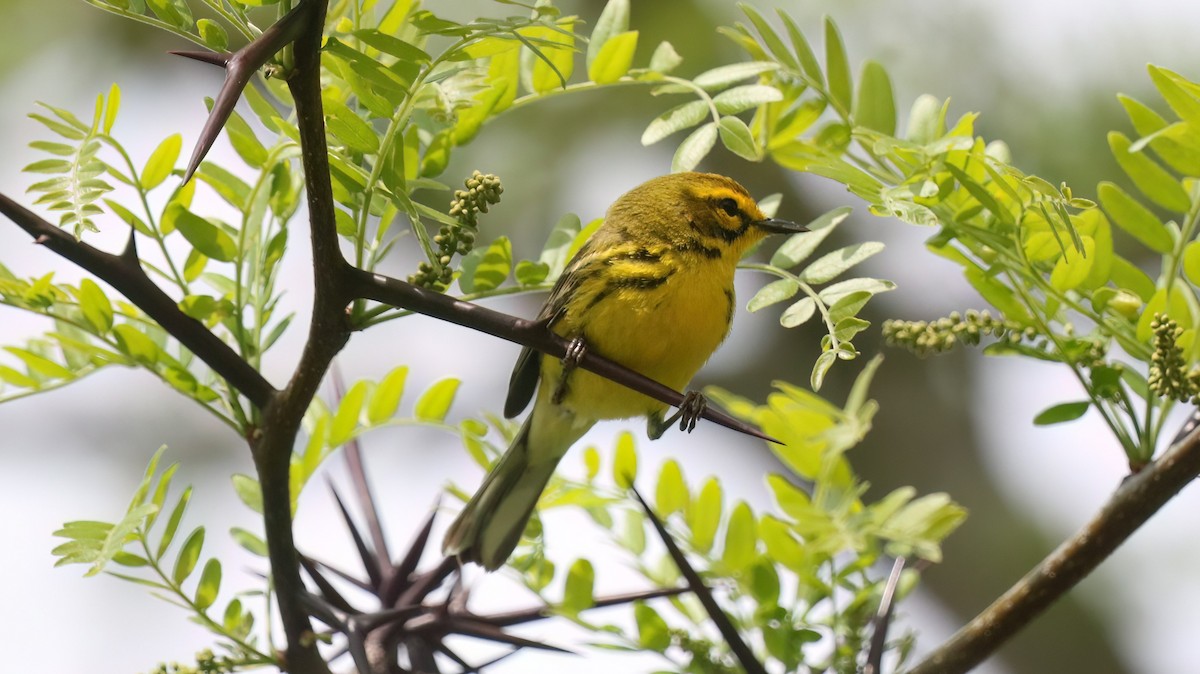 Prairie Warbler - David Patterson