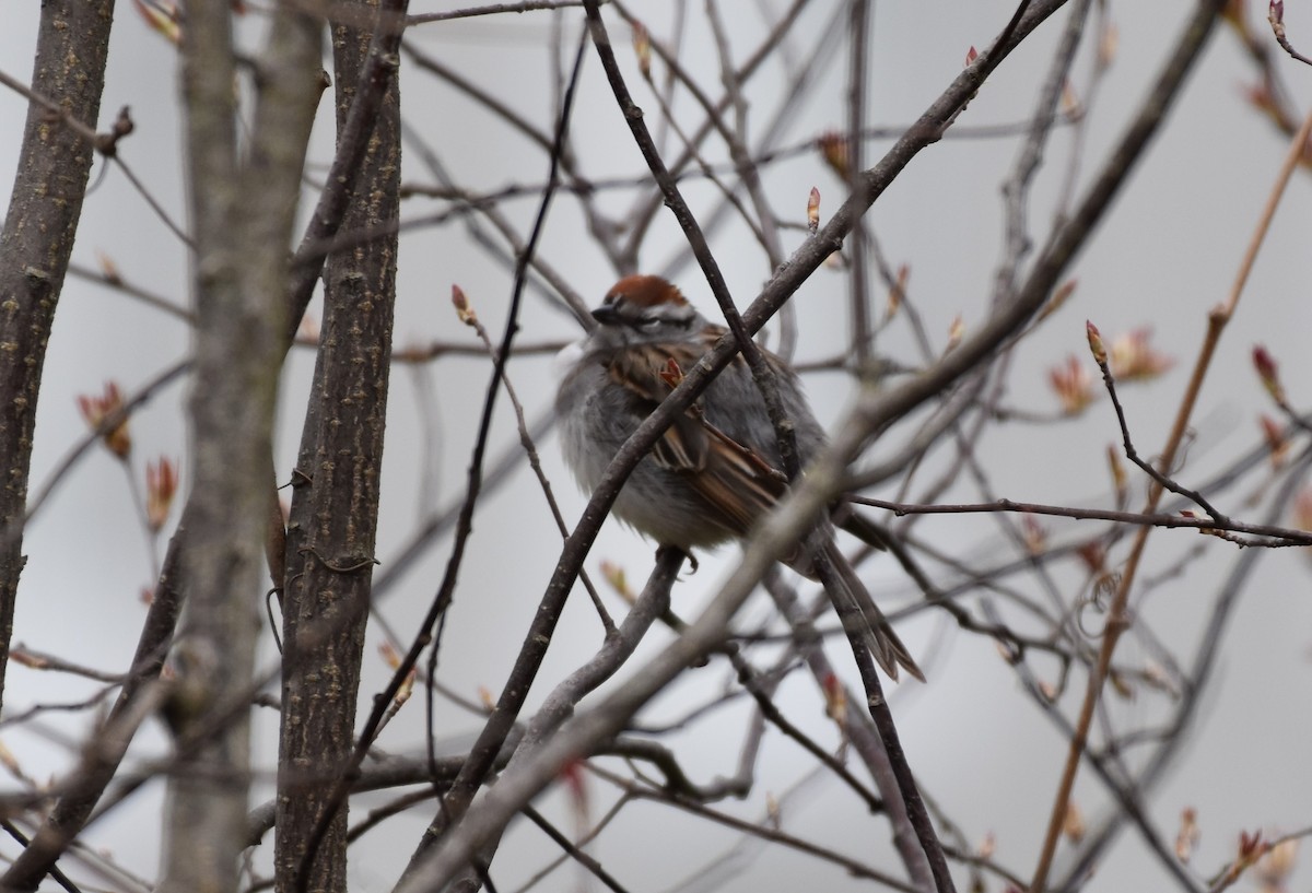 Chipping Sparrow - Garry Waldram