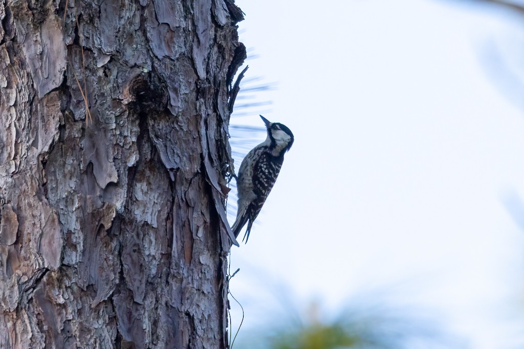 Red-cockaded Woodpecker - Linda Burek