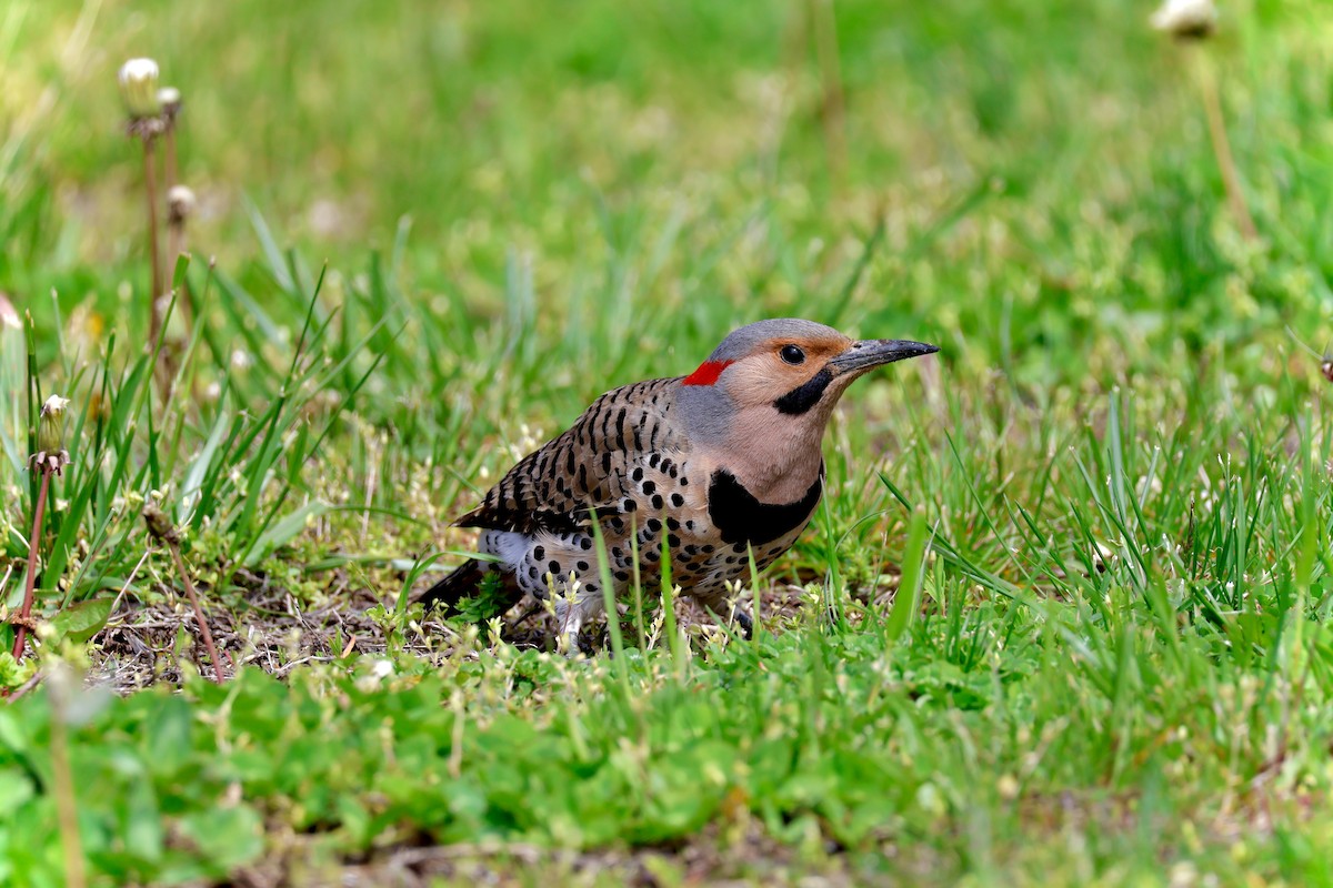 Northern Flicker - Robert Linfield