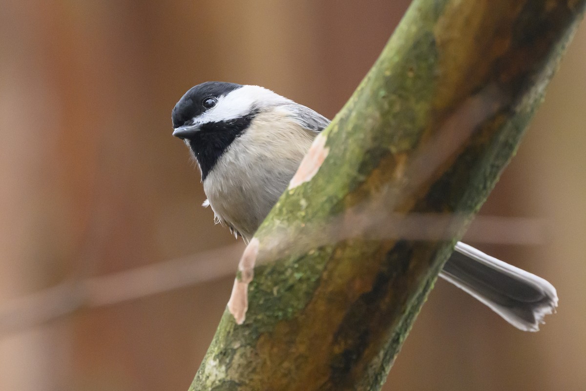 Carolina Chickadee - Stephen Davies