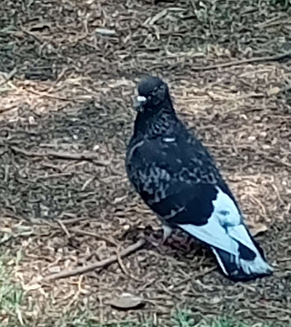 Rock Pigeon (Feral Pigeon) - Salvador Trujillo González