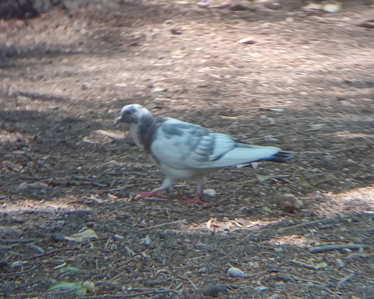 Rock Pigeon (Feral Pigeon) - Salvador Trujillo González