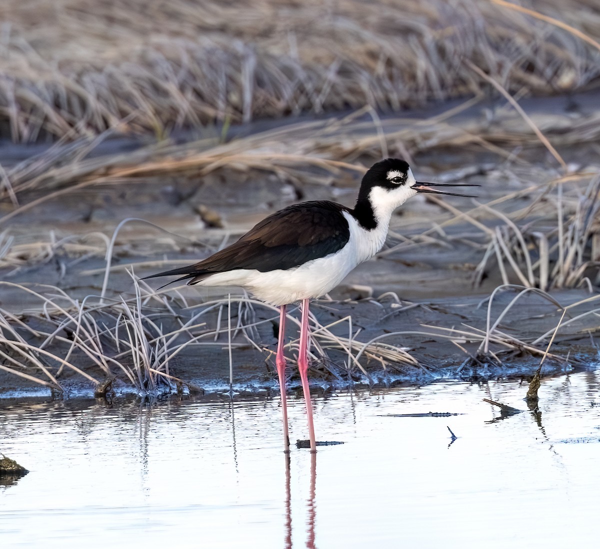 Black-necked Stilt - ML618275902