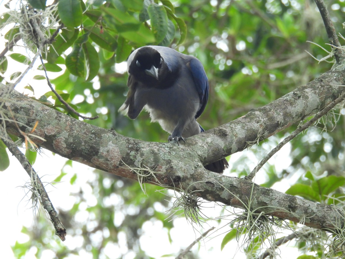 Violaceous Jay - Jhon Carlos Andres Rivera Higuera