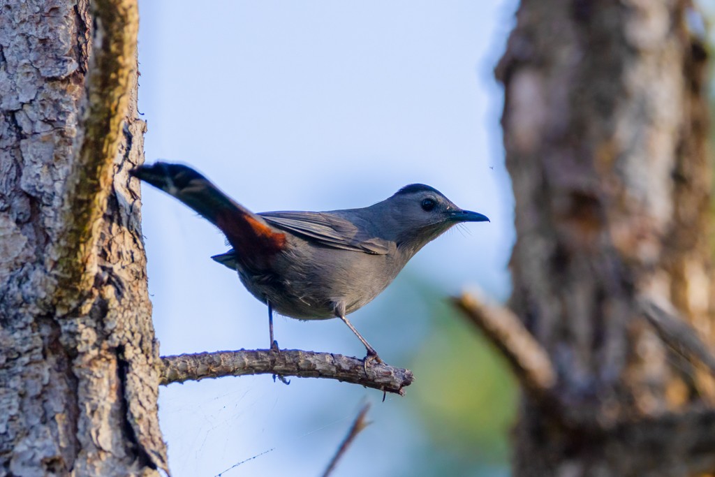 Gray Catbird - ML618275923